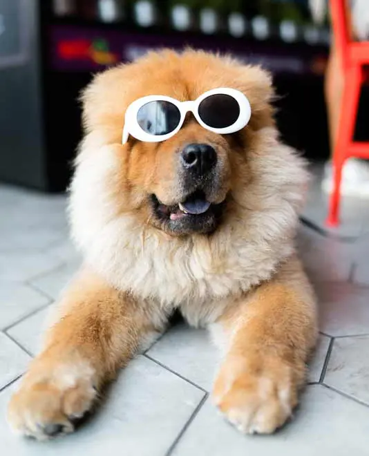 Auf dem Bild ist ein hund mit einer Sonnenbrille zu sehen.
